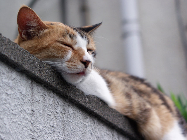 動物ふれあいフェスティバル