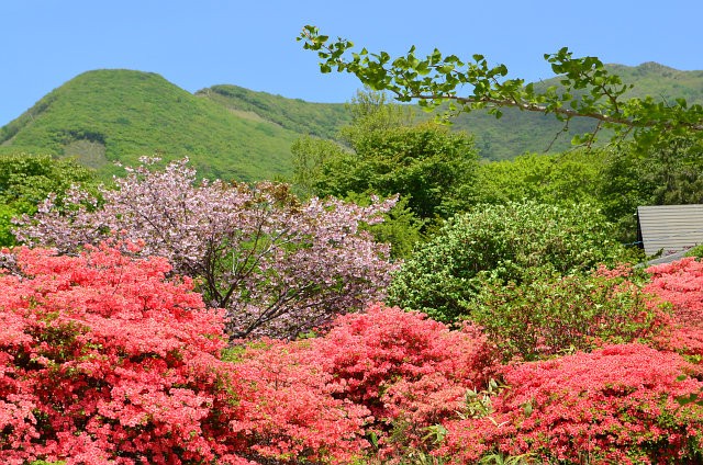 恵山つつじまつり