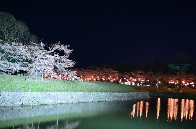 五稜郭公園花見電飾