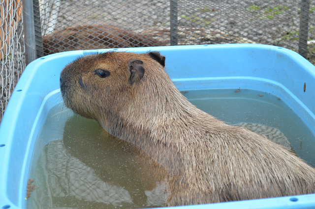 ポロトサマーフェスタin大沼公園