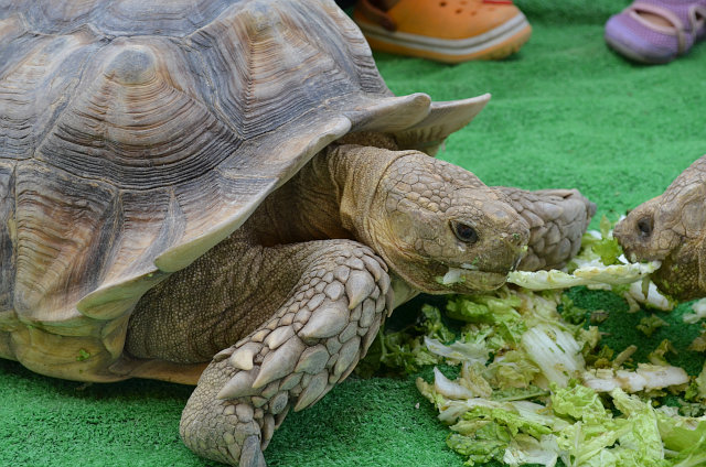 ポロトサマーフェスタin大沼公園