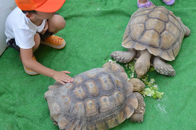 ポロトサマーフェスタin大沼公園