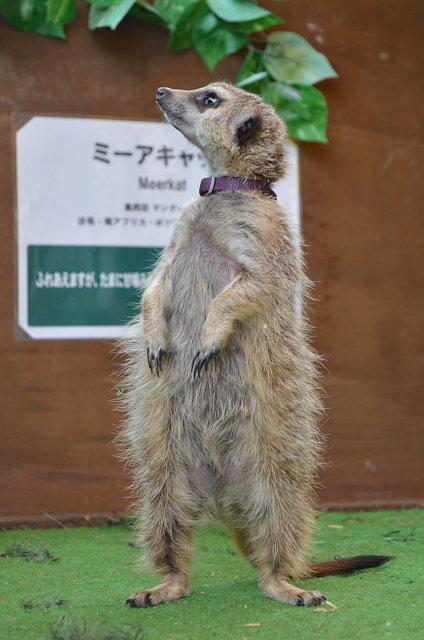 ポロトサマーフェスタin大沼公園