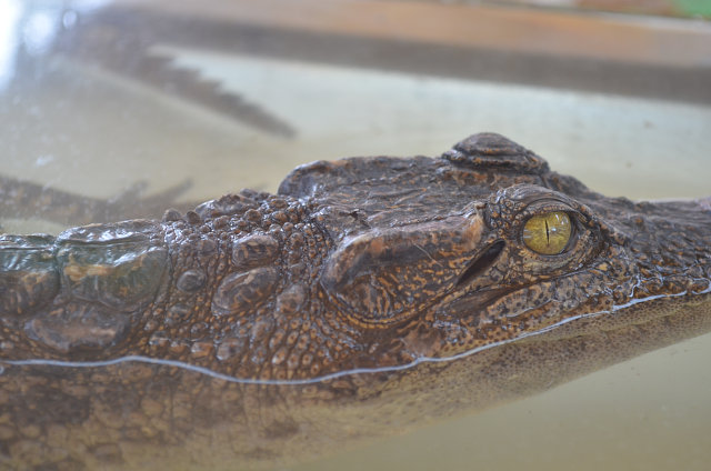 ポロトサマーフェスタin大沼公園