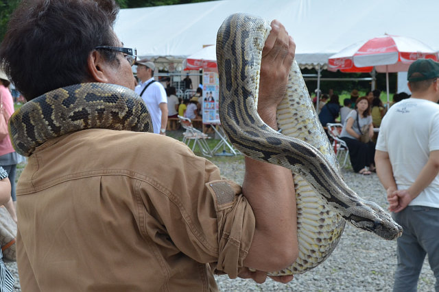 ポロトサマーフェスタin大沼公園