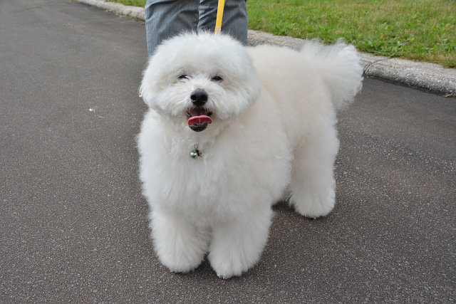 動物ふれあいフェスティバル2015