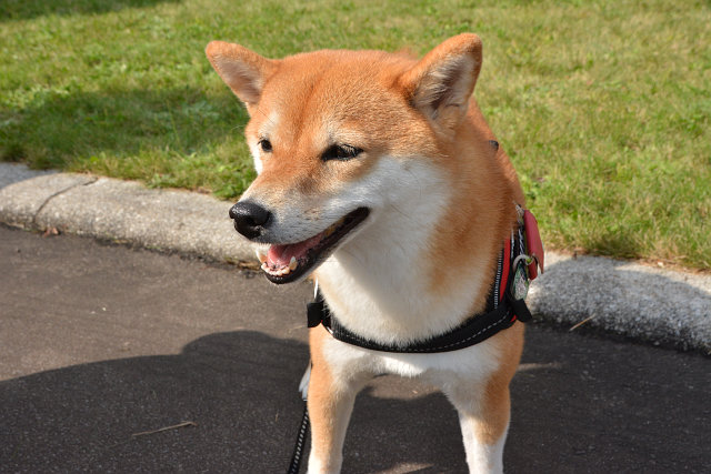 動物ふれあいフェスティバル2015