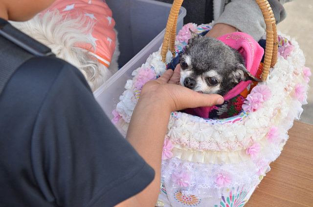 動物ふれあいフェスティバル2015