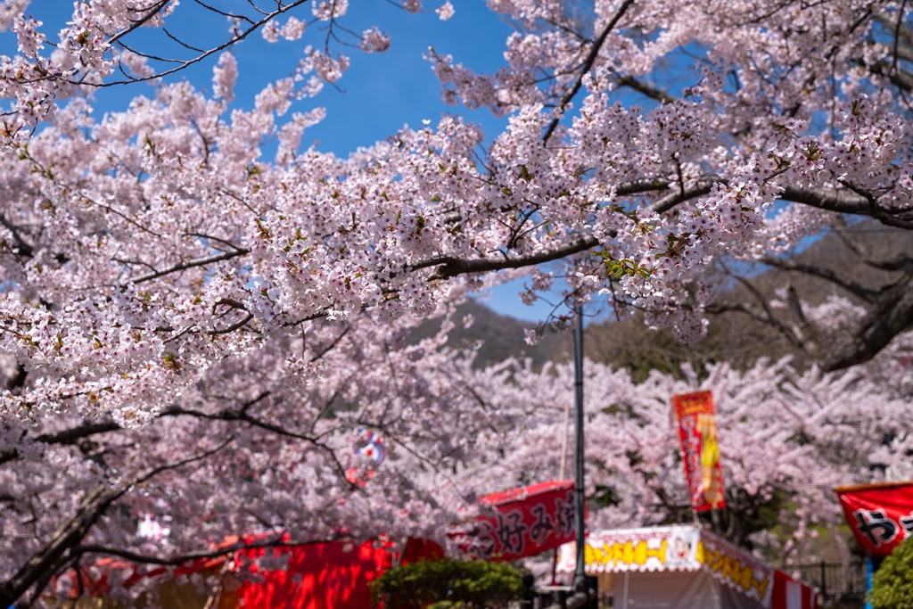 函館公園桜祭り2026の屋台